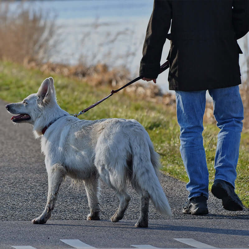Man walking a dog along a path, representing traveling with dogs tips.