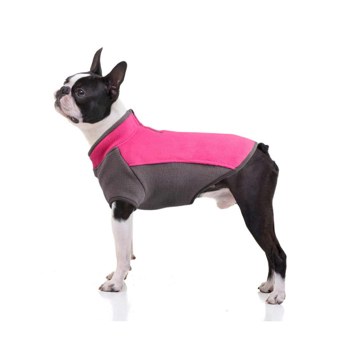 CozyPaws Stretchy Dog Sweater on a Boston Terrier, featuring pink and gray colors, perfect for dogs staying warm and stylish.