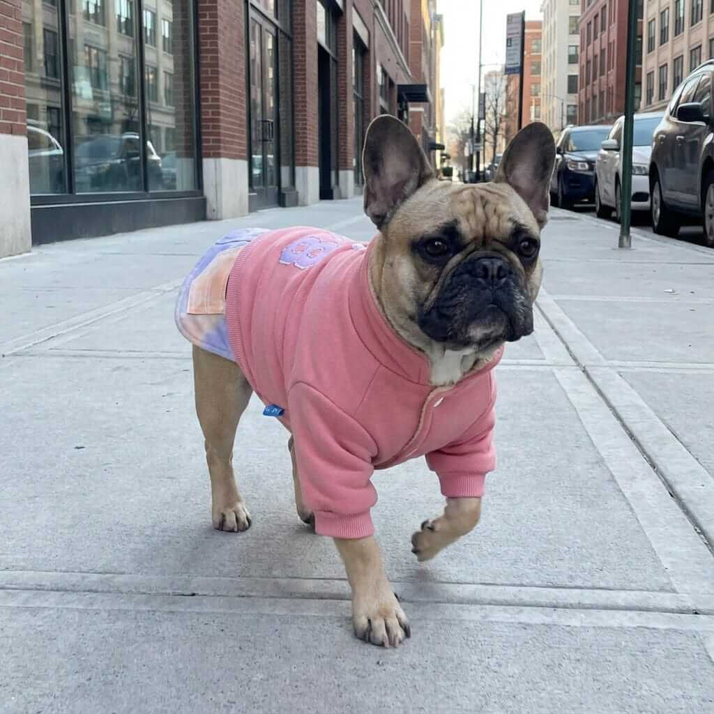 A dog wearing the Number 28 Button Up Winter Dog Sweater in pink, featuring breathable fabric and comfortable fit by Dogs & Cats.