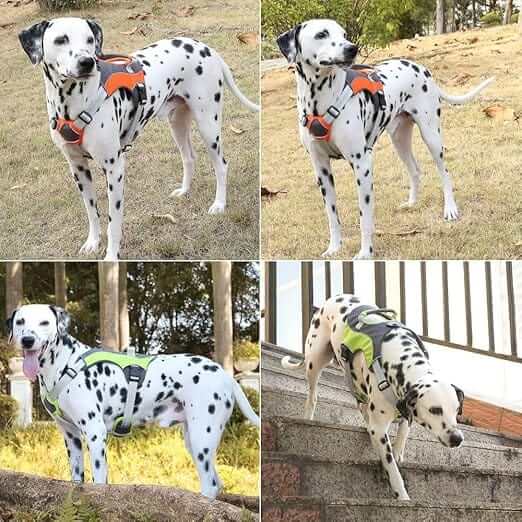 ActiveGuard Dog Harness on Dalmatians showcasing security and comfort features for Dogs & Cats.