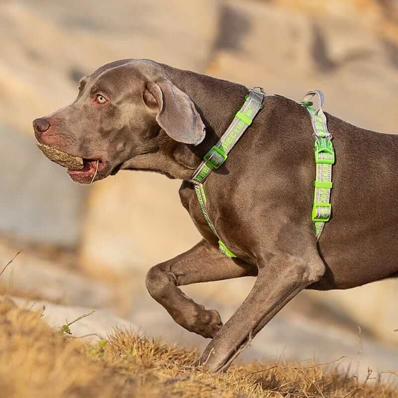 Adventure-Ready No-Pull Dog Harness on a dog, featuring breathable mesh, reflective detailing, perfect for outdoor use.