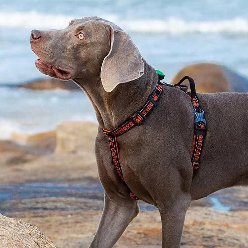 Adventure-Ready No-Pull Dog Harness on active dog by Dogs & Cats, featuring breathable mesh and reflective detail.