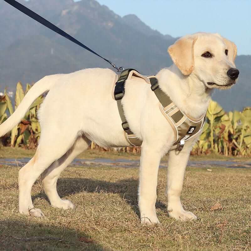 AdventureGuard Waterproof Dog Harness on a Labrador in outdoor setting, featuring durable construction and reflective details.