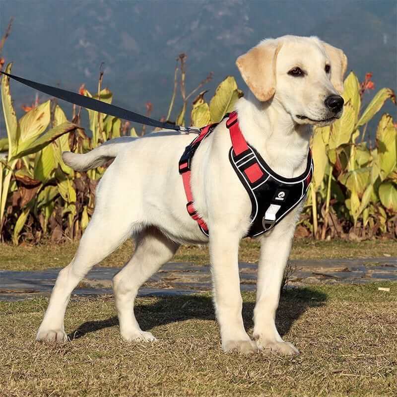 AdventureGuard Waterproof Dog Harness on a Labrador in a grassy outdoor setting, showcasing durability and safety features.