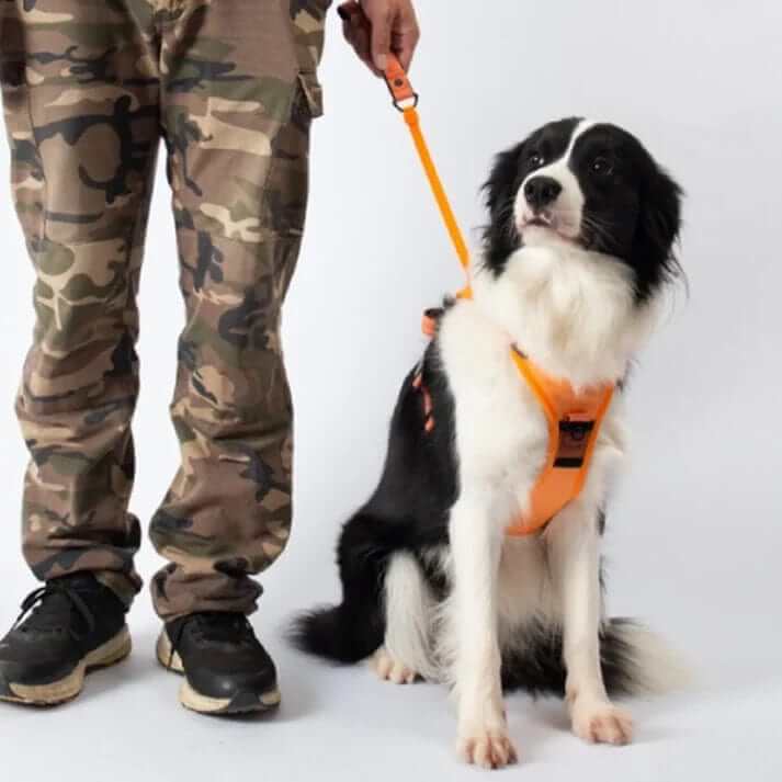 AirFlex Dog Harness on a dog with a retractable leash, featuring adjustable fit and breathable materials for comfort.