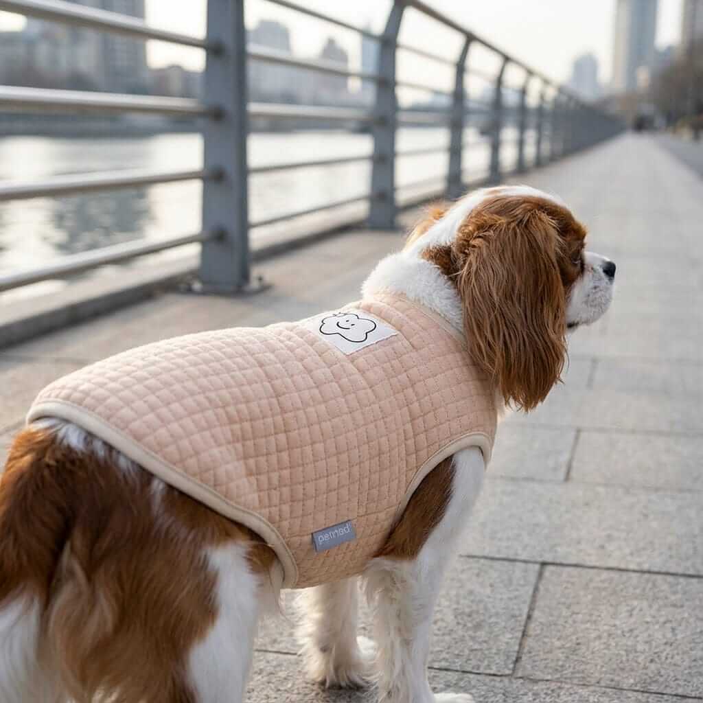 Always Cloudy Velvet Dog Vest Sweater on a dog walking by the water, featuring soft breathable fabric and relaxed fit.