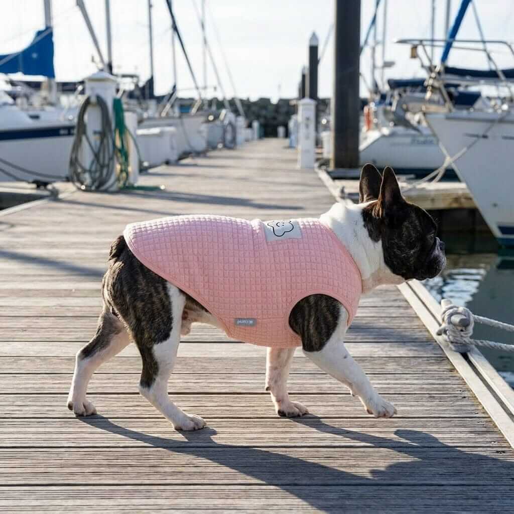 Always Cloudy Velvet Dog Vest Sweater for Dogs & Cats, breathable fabric, perfect for fall outdoor play.