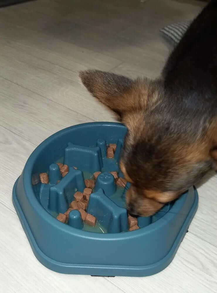 Anti-Choke Pet Slow Feeder Bowl for Dogs & Cats, promoting healthy eating with obstacles for slower meals.