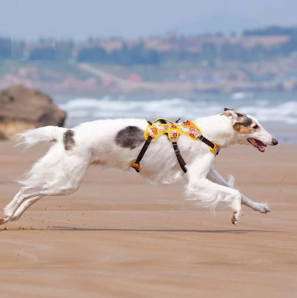 AquaGuard No-Pull Dog Harness on a running dog on the beach, featuring a stylish design and adjustable straps.