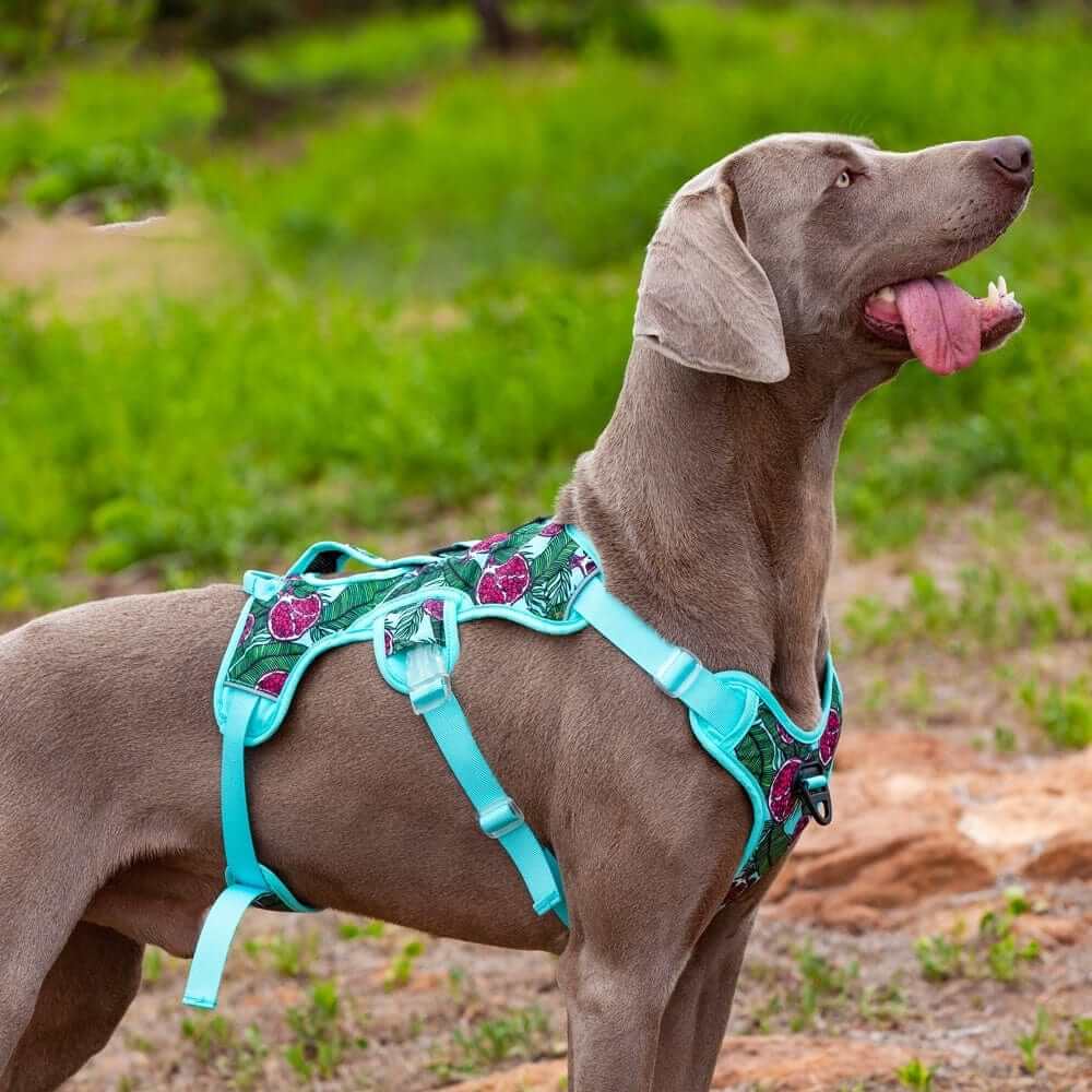 AquaGuard No-Pull Dog Harness on a grey dog in a lush green setting, showcasing its no-pull design and style.