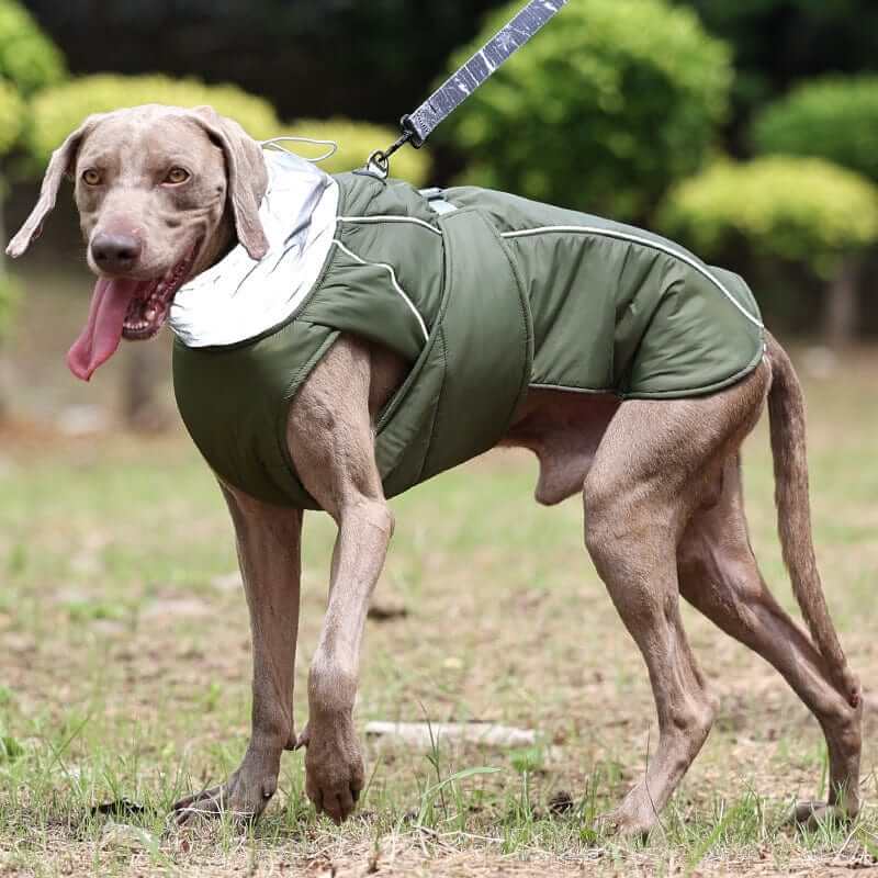 Arctic Guardian Waterproof Reflective Winter Dog Vest on a playful dog, showcasing its warm padding and reflective design.
