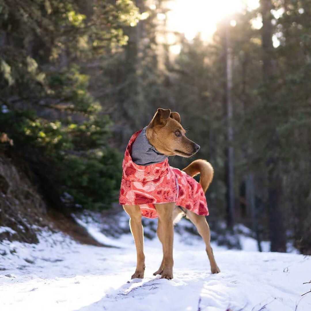 Dog wearing the Arctic Paws Quilted Winter Dog Suit in the snow, showcasing warmth and durability for outdoor adventures.