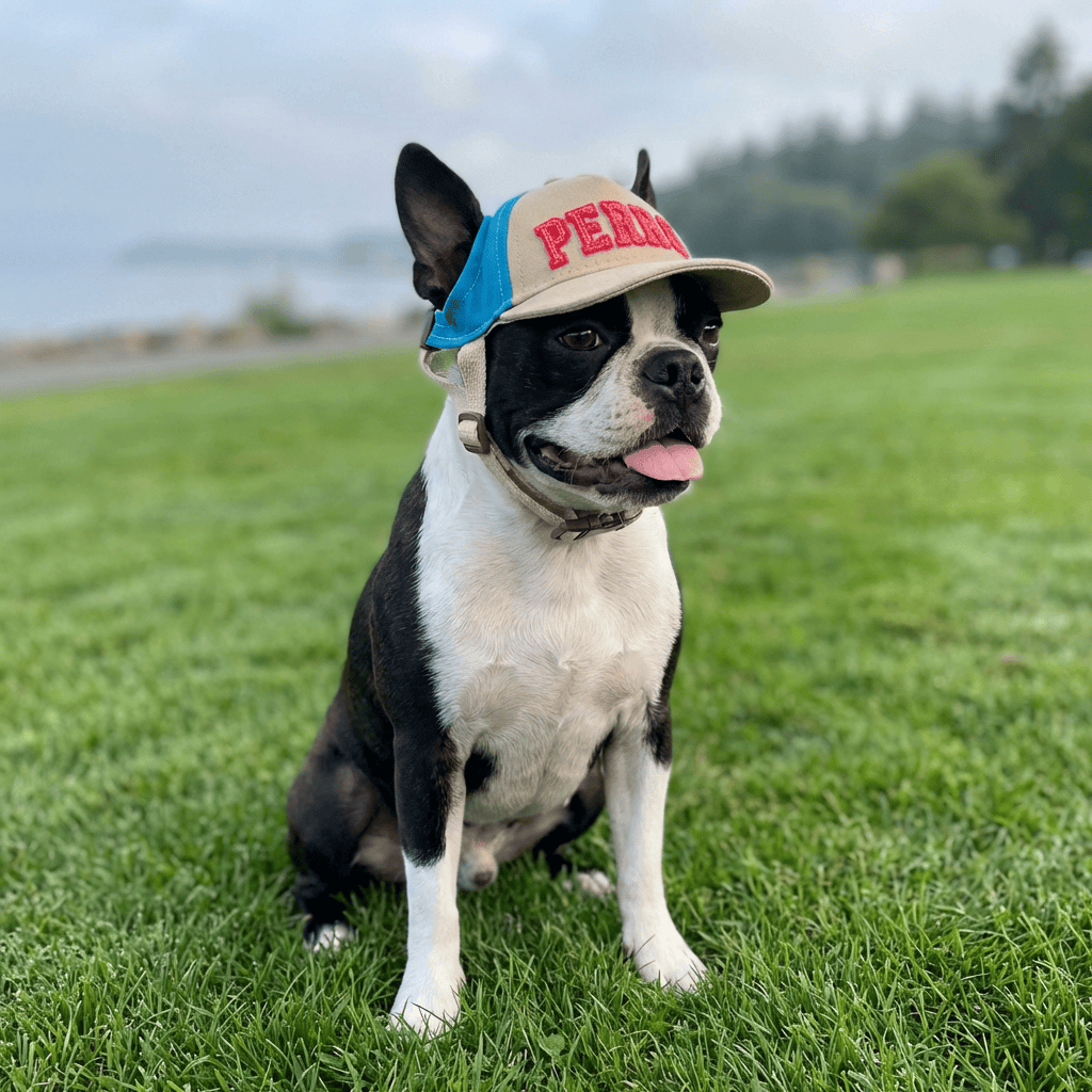 Baseball Pet Shade Cap on a French Bulldog, featuring adjustable strap, breathable fit, perfect for Dogs & Cats.