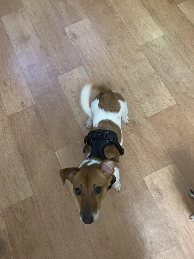 BiteGuard Harness, Collar & Leash Set on a dog, featuring durability and style for Dogs & Cats.