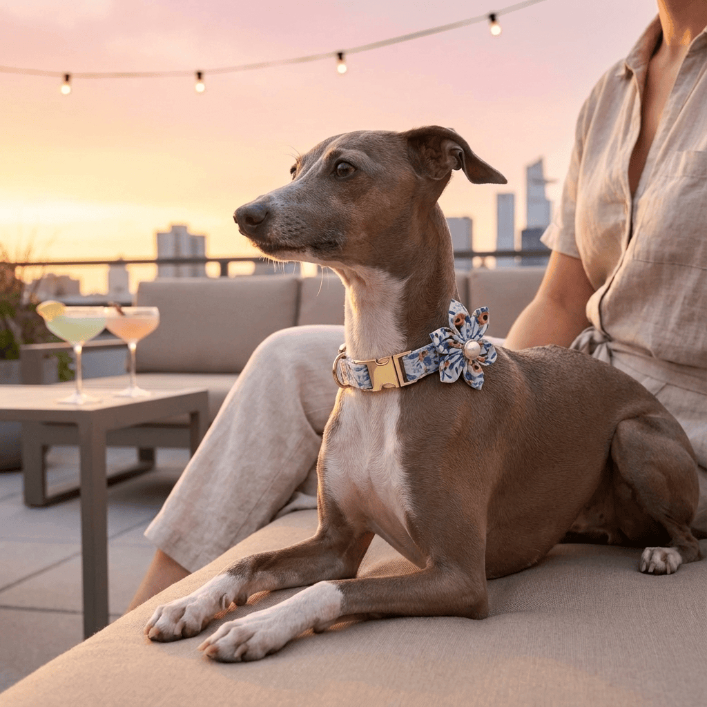 Bold Bloom Floral Metal Dog Collar on a stylish dog during sunset, showcasing its floral design and metal accents.