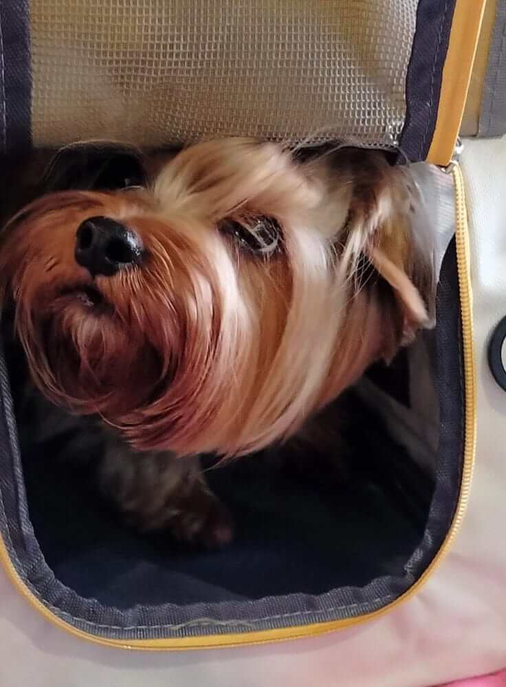 Breathable Foldable Pet Travel Bag with a dog peeking out, featuring breathable mesh for comfort in travel.