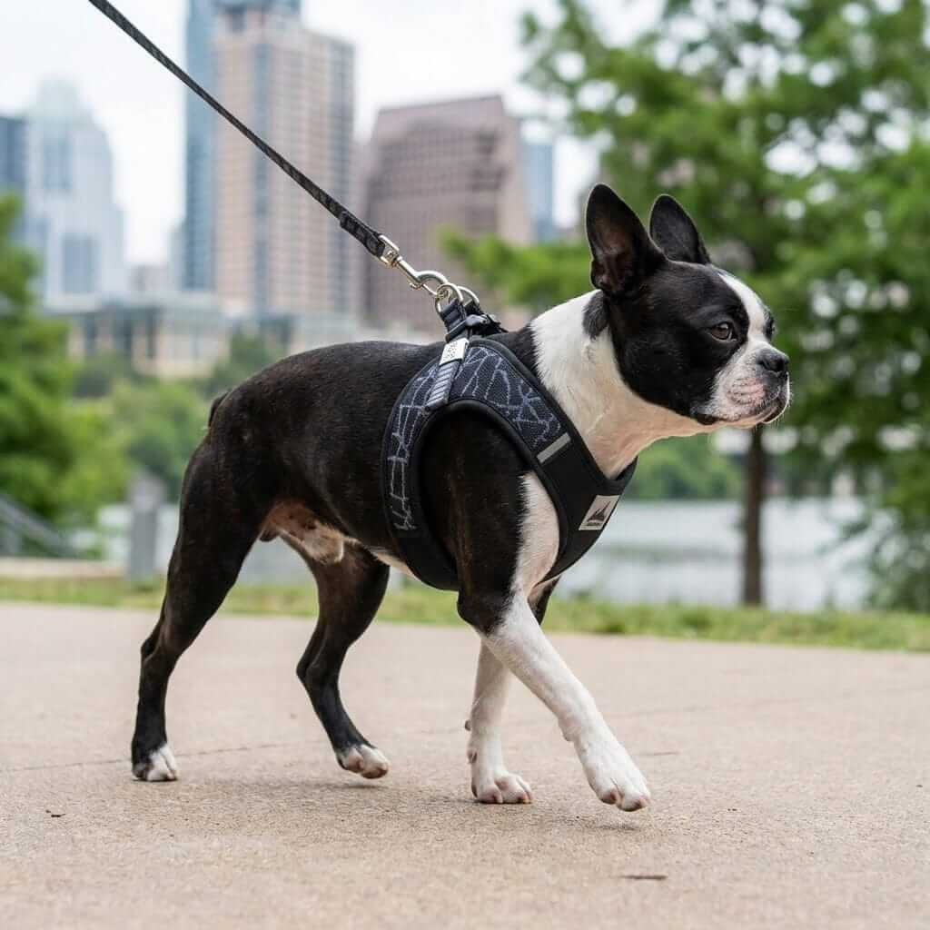 Dog wearing Breathable Mesh Padded Harness, showcasing comfort and style in a city park setting.