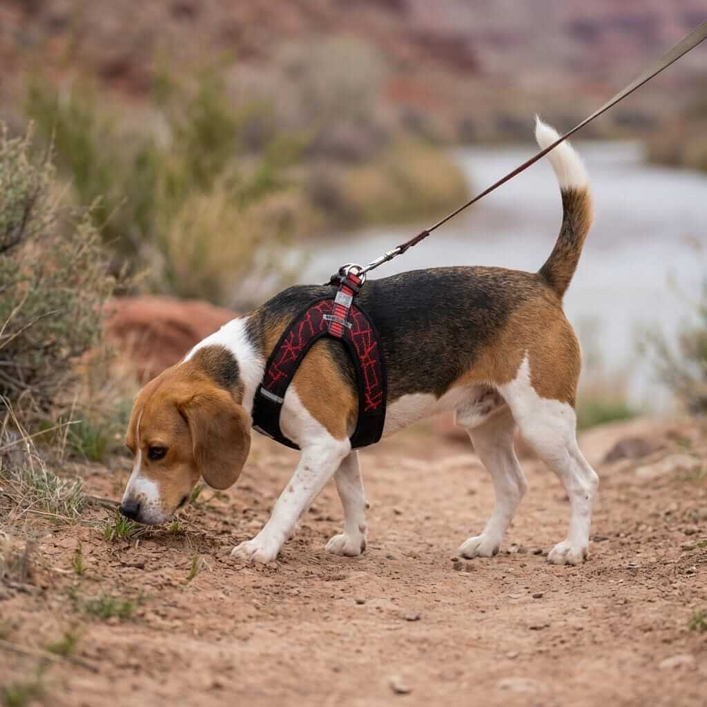 Dog wearing Breathable Mesh Padded Harness exploring nature, featuring adjustable chest belt and D-ring for leash attachment.