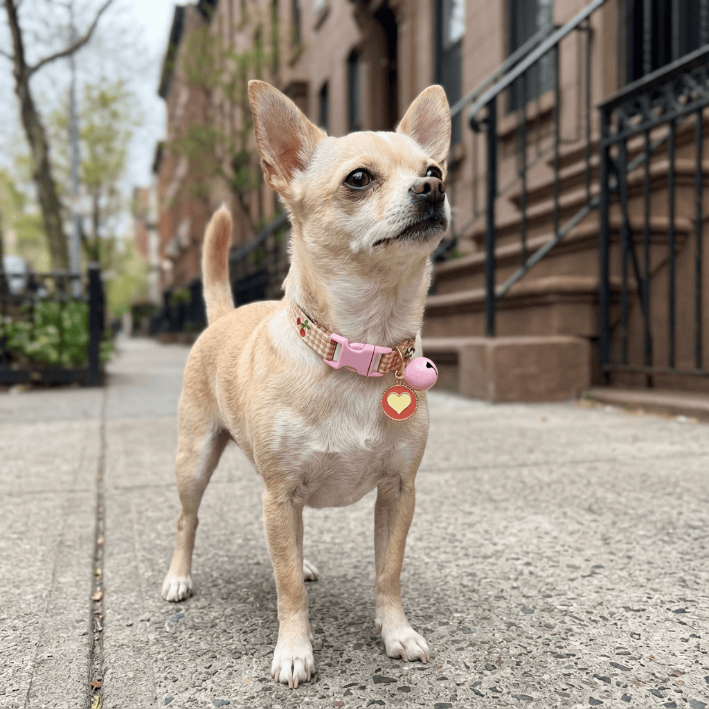 Buckle Closure Cat Bell Collar on a small dog, featuring a pink design, ID tag, and lightweight, comfortable materials.