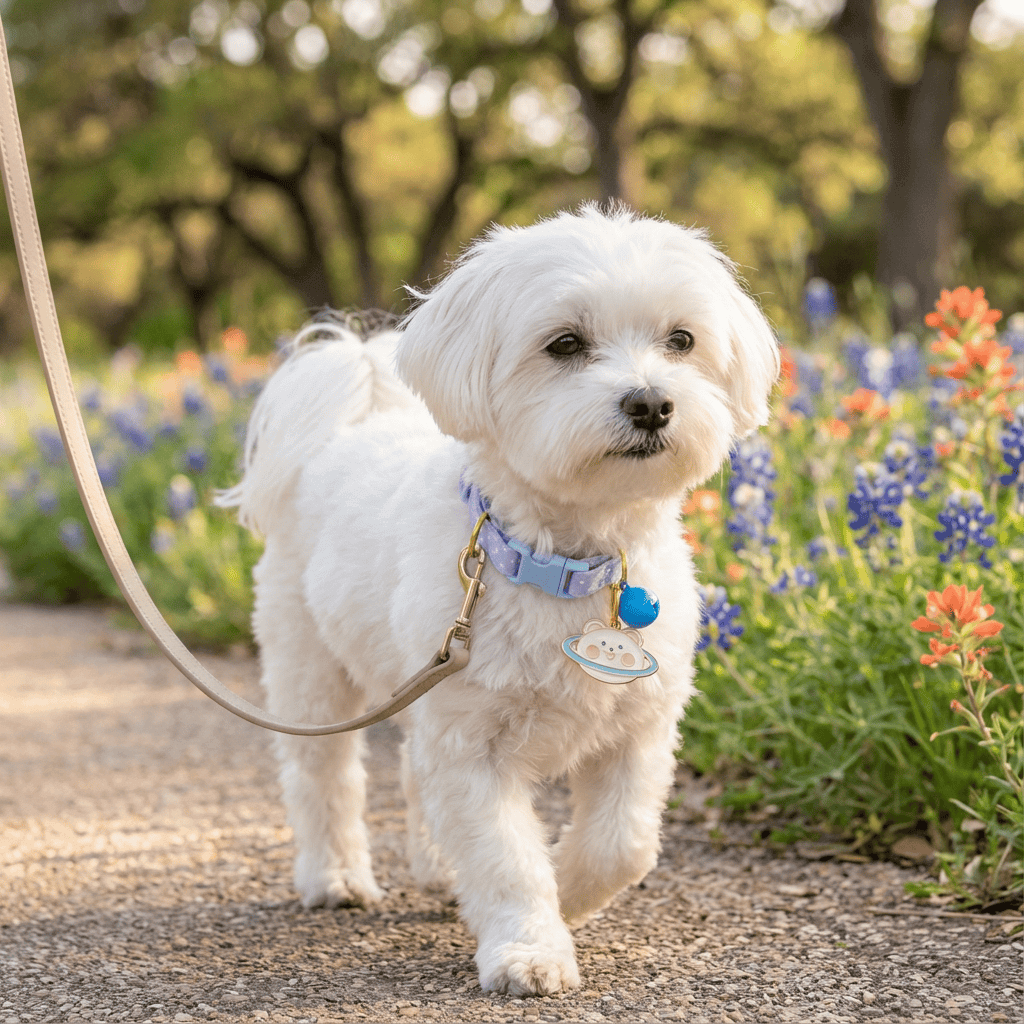 Buckle Closure Cat Bell Collar for Cats and Dogs & Cats, featuring soft, breathable, lightweight design and sturdy hardware.