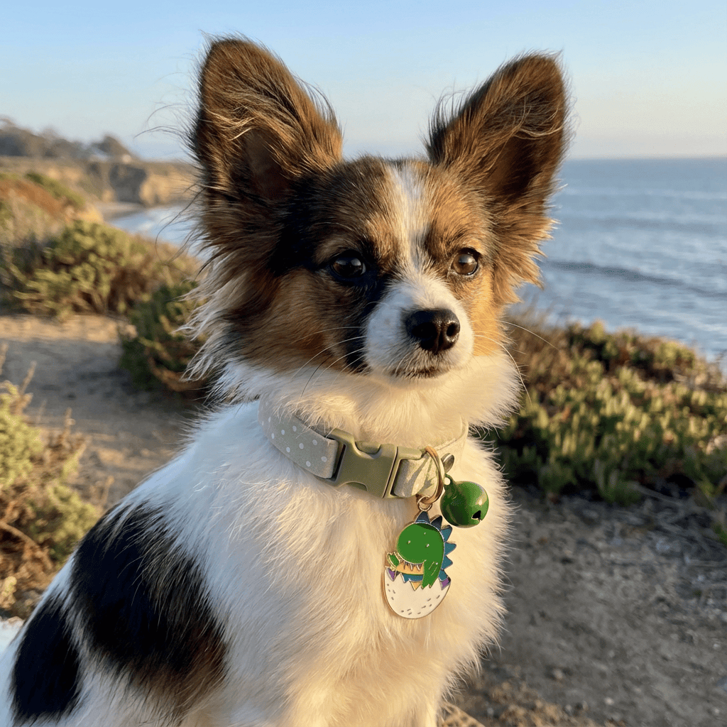 Buckle Closure Cat Bell Collar on a dog with a beach background, featuring tags and lightweight design for comfort.
