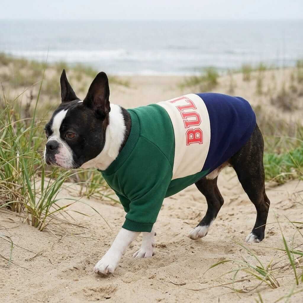 Bulldog Pet Sweater on a dog at the beach. Features breathable cotton, round neckline, short sleeves. Perfect for Dogs & Cats.