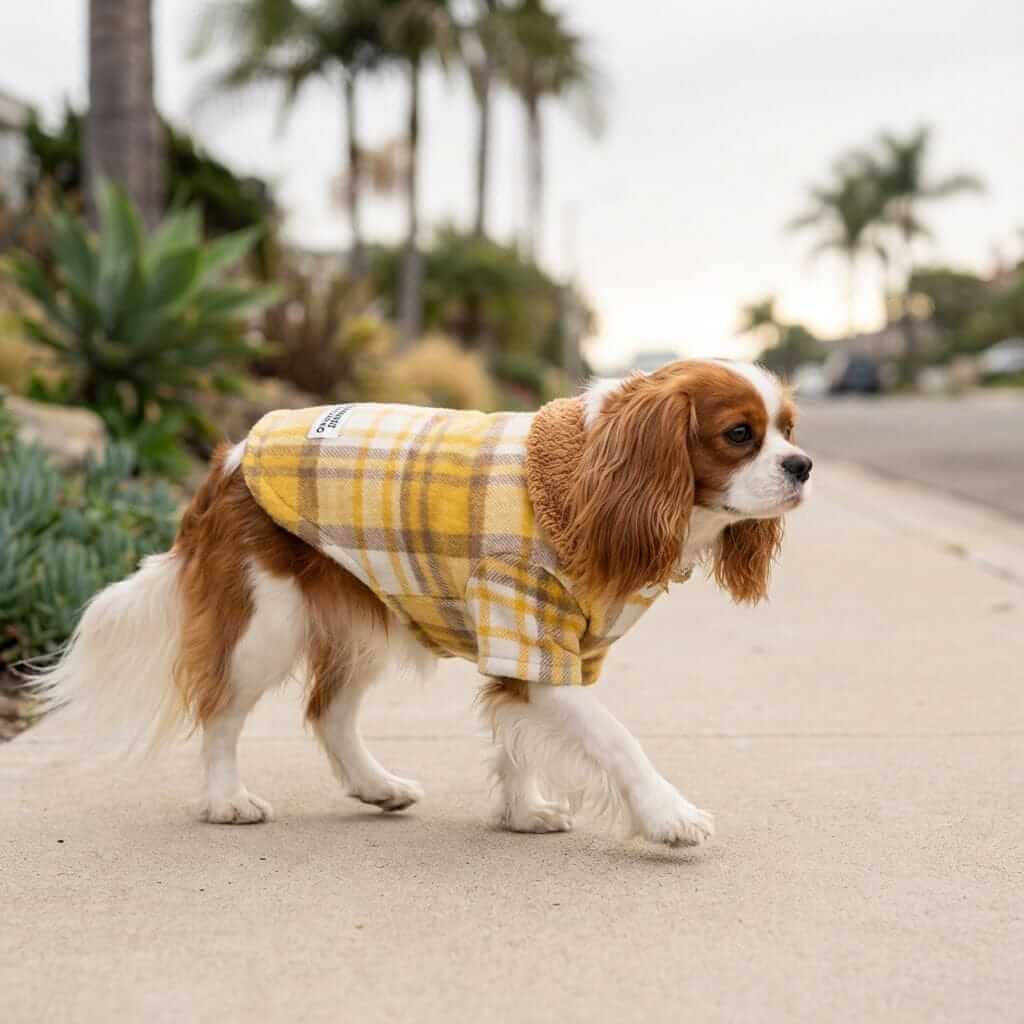 Check My Plaid Two-leg Cotton Dog Coat on a Cavalier walking outdoors, featuring a faux fur collar for warmth and style.
