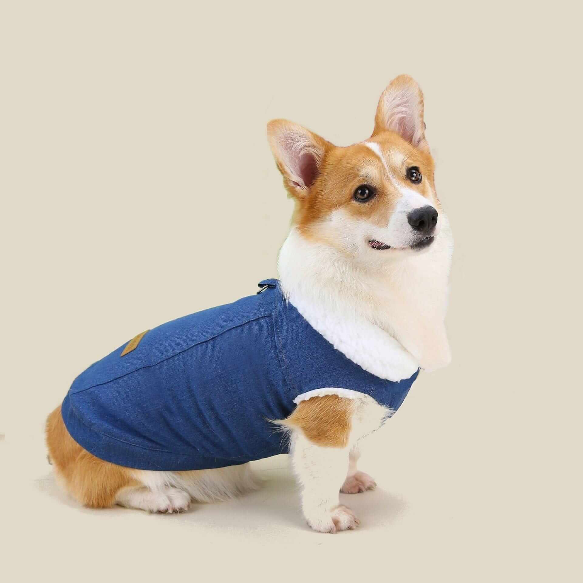 Chic Corgi Denim Dog Coat on a Corgi, featuring plush cotton padding for warmth and style.
