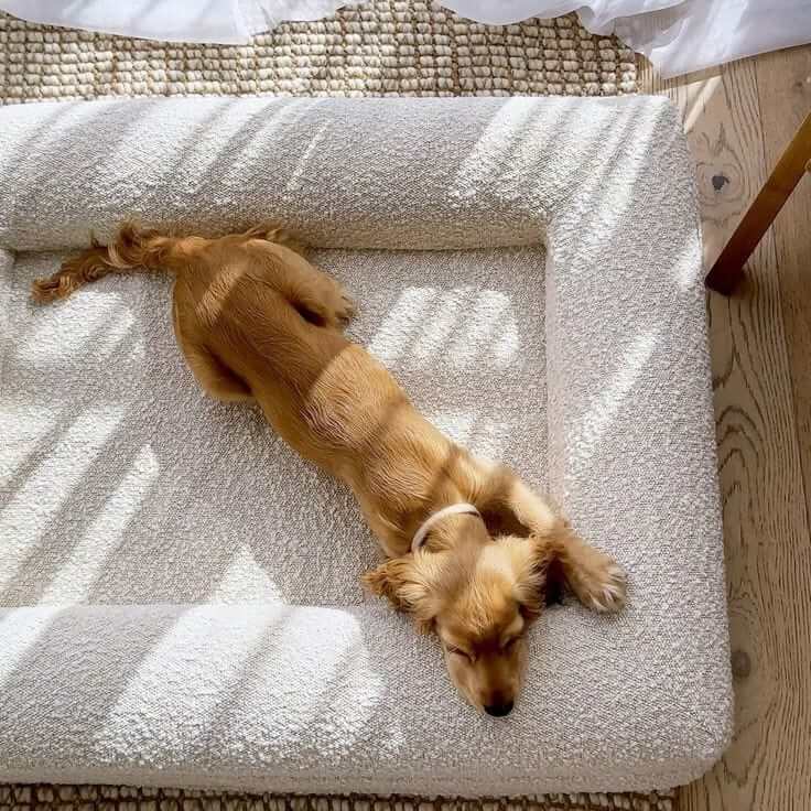 Dog resting on Cloud Bliss Orthopedic Dog Bed, featuring memory foam support and plush boucle fabric for comfort.