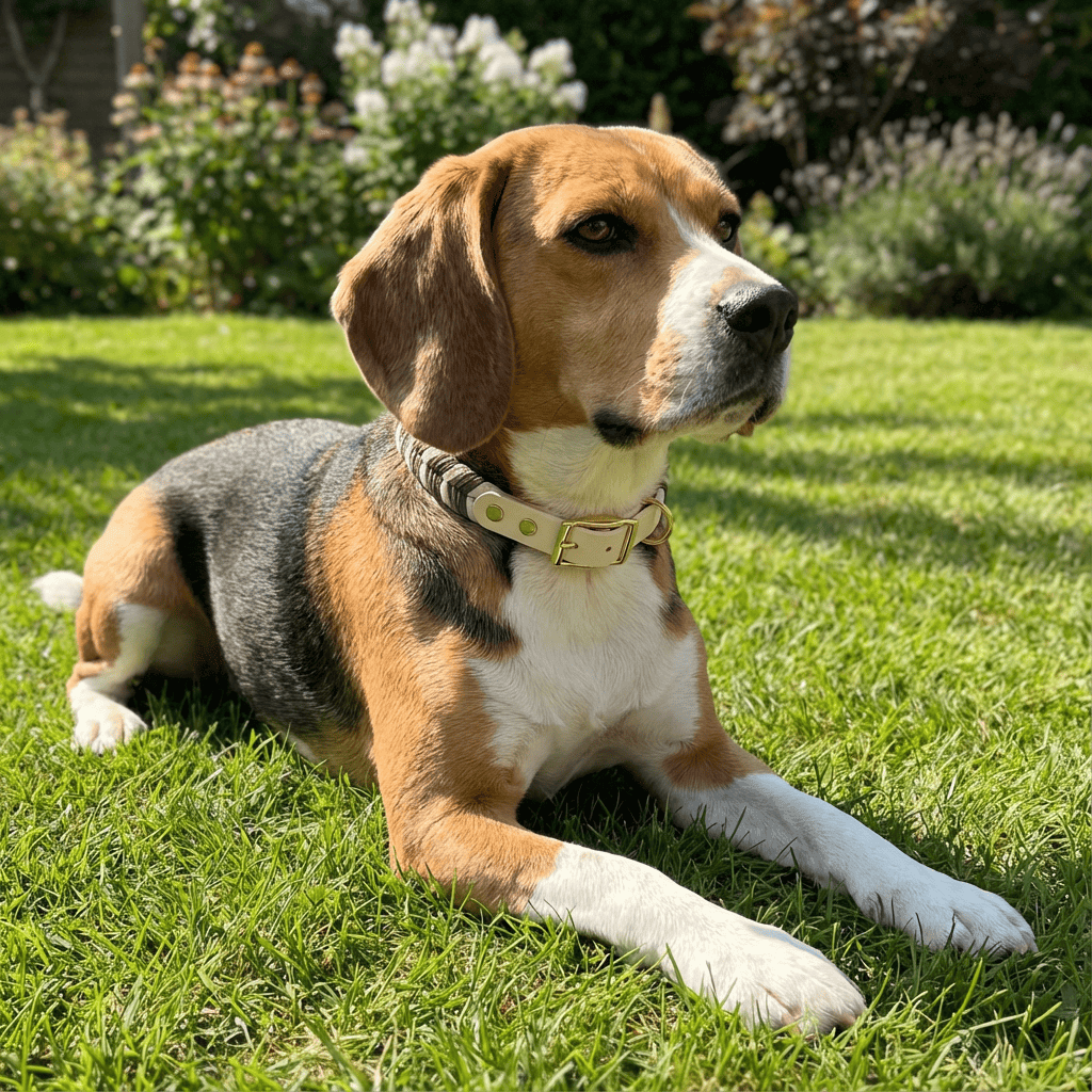 Beagle wearing ColorSplash Handmade Dog Collar on green grass, showcasing style and comfort for dogs and cats.