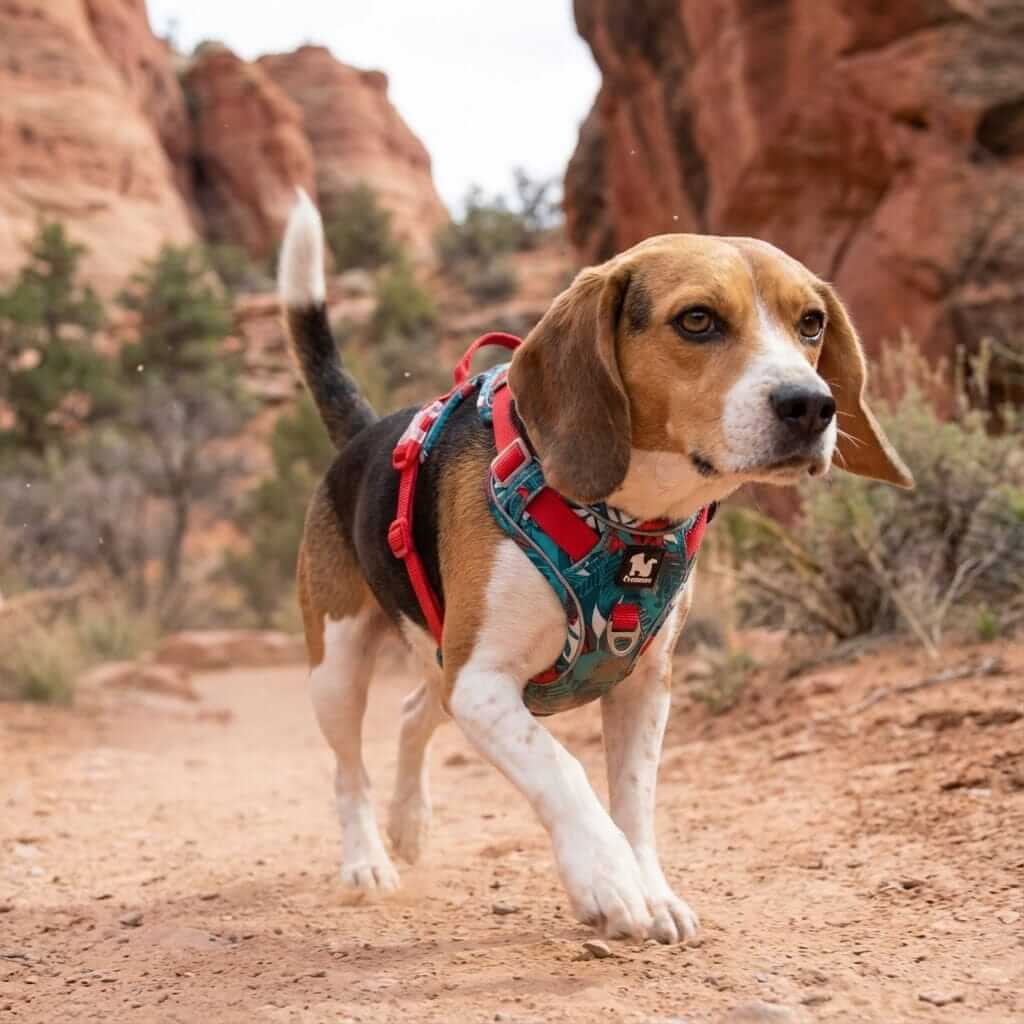 ComfortGuard No-Pull Dog Harness on a Beagle walking in nature with durable nylon and reflective stitching features.