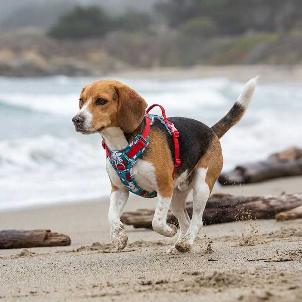 ComfortGuard No-Pull Dog Harness on a Beagle running on the beach, showcasing comfort, control, and safety features.