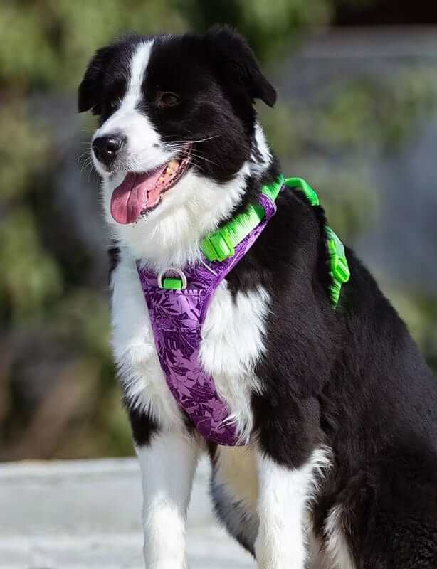 ComfortGuard No-Pull Dog Harness on a happy dog, featuring soft nylon and a no-pull design for training and walking.