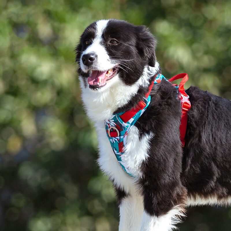ComfortGuard No-Pull Dog Harness on a happy black and white dog, showcasing comfort and safety features for walking.