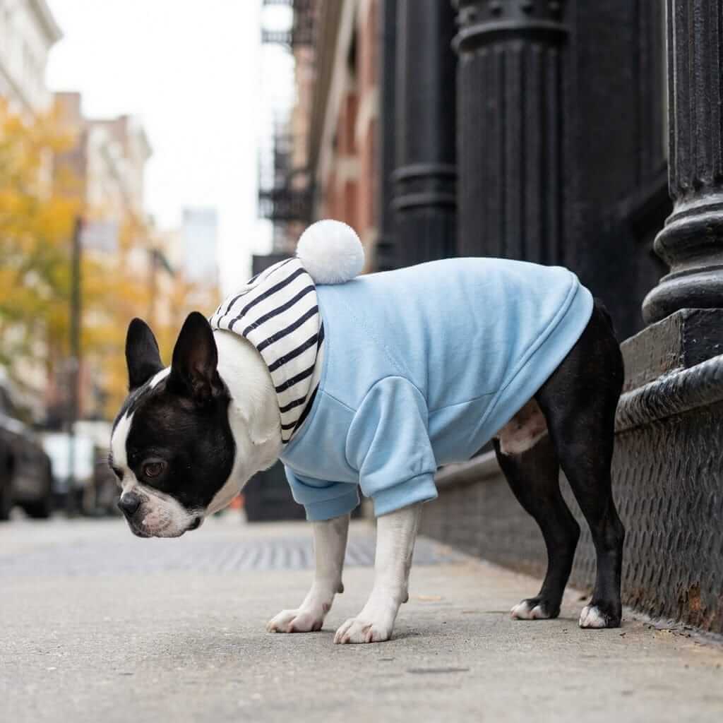 Dog wearing Comfy Dog Striped Hoodie, warm cotton hoodie with stylish hood, trendy for Dogs & Cats.