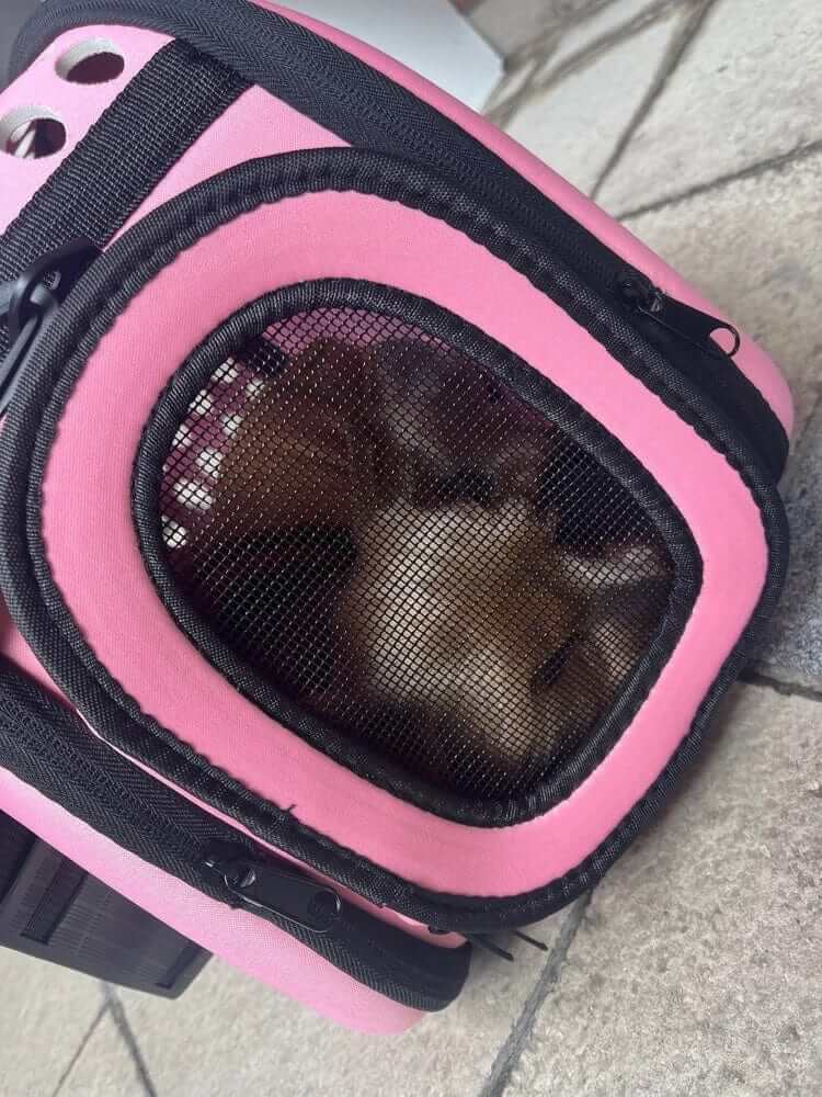 Compact Travel Pet Carrier for small dogs and cats, lightweight and foldable carrier with mesh for comfort.