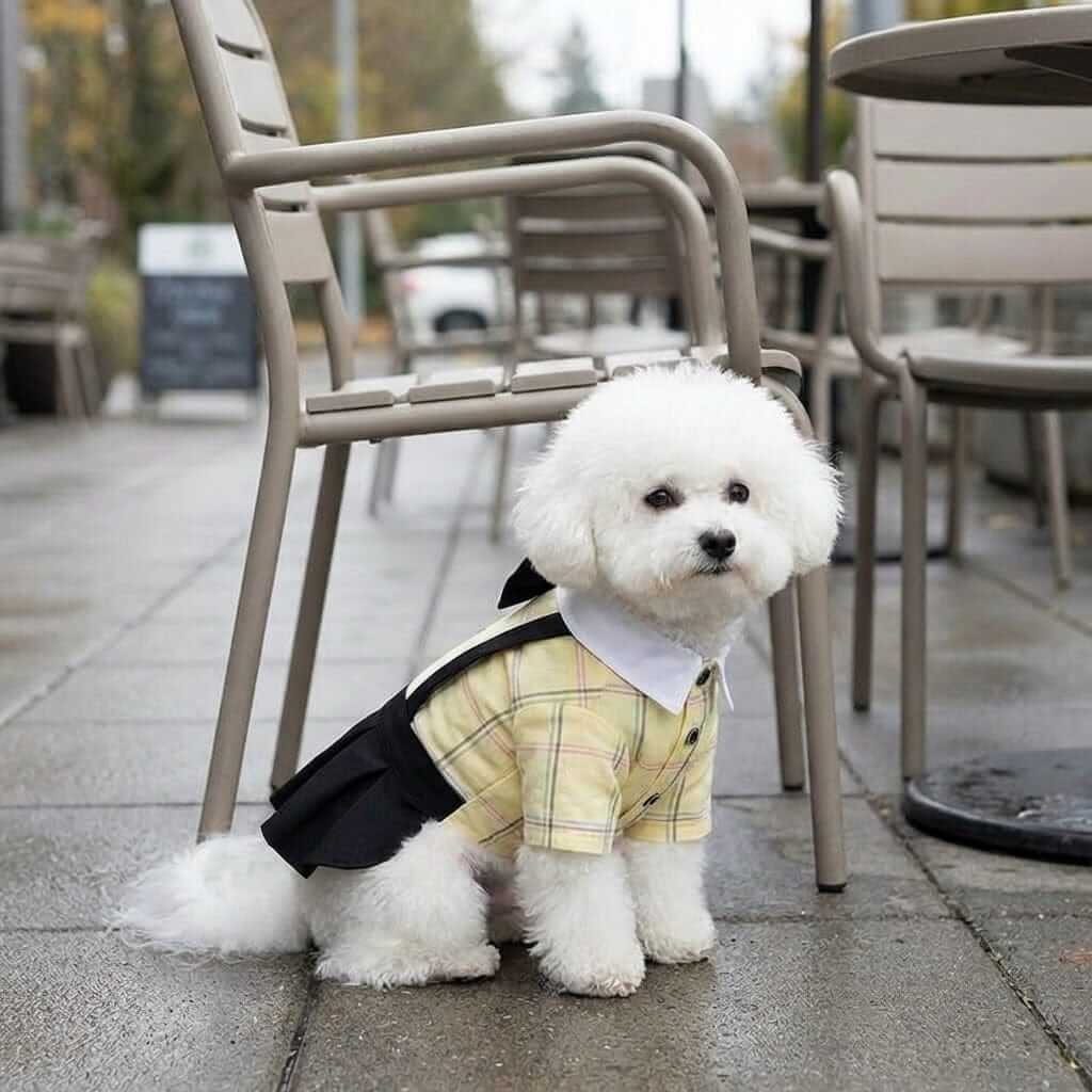 Couple Wear Student Suit on a fluffy dog, featuring a bowtie and a lightweight cotton design, perfect for fancy occasions.