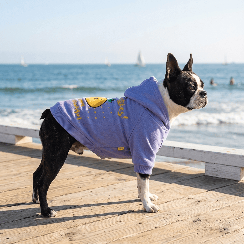 Cozy Designer Dog Hoodie on a stylish French Bulldog at the beach, exhibiting comfort and luxury for dogs.