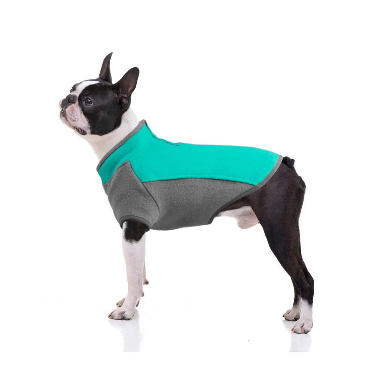 CozyPaws Stretchy Dog Sweater on a Boston Terrier, showcasing its snug fit and stylish design for warmth.