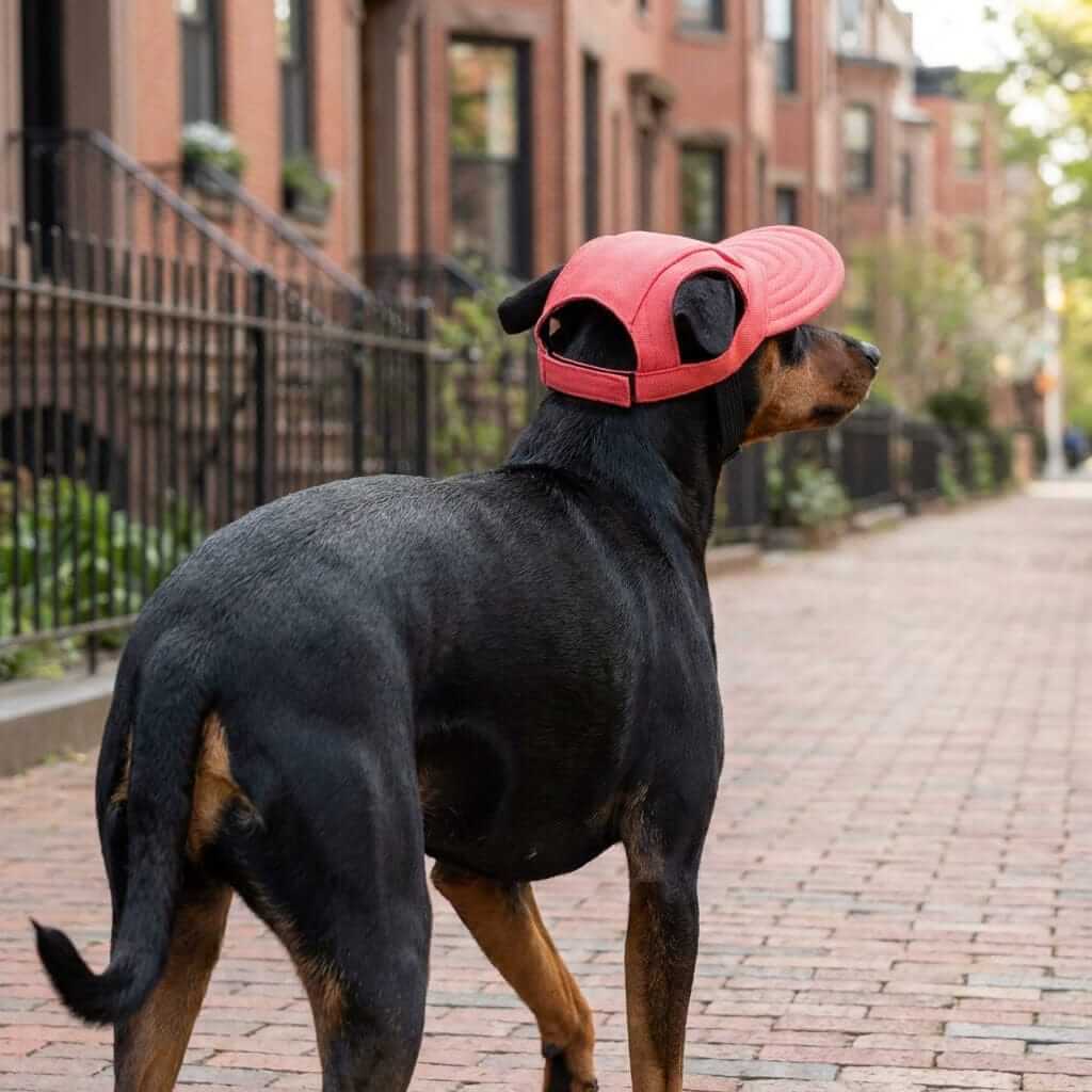 Cut Out Dog Baseball Cap on a Rottweiler, featuring an adjustable strap and soft lining, perfect for stylish dogs.