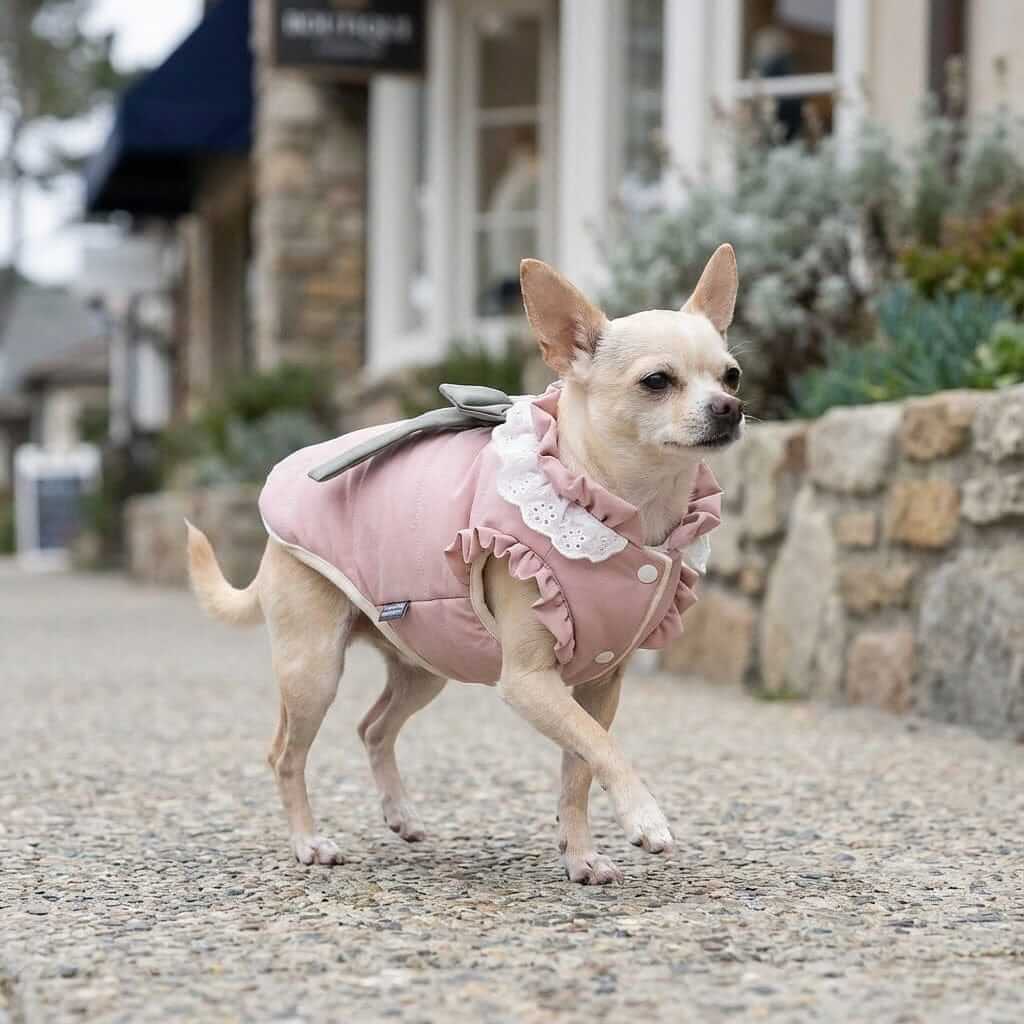 Dazzling Lace Collar Winter Dog Coat on a Chihuahua, featuring breathable soft fabric and lace collar from Dogs & Cats.