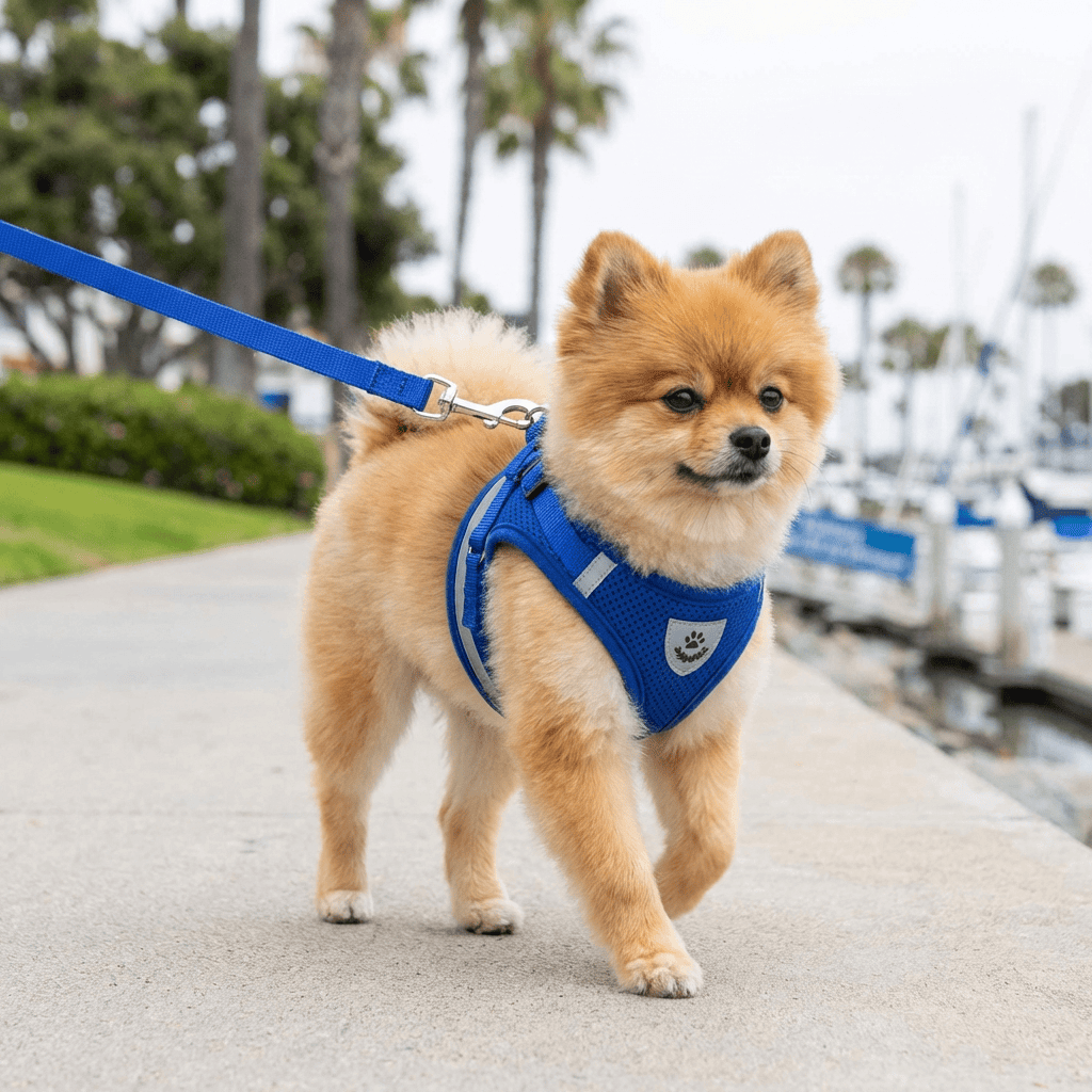 Dog Harness Leash Set for comfort and convenience, featuring adjustable chest belt and air-mesh padding for dogs.