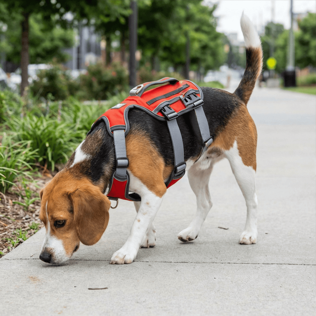 Dog Thoracolumbar Harness on a Beagle, featuring a durable fastener and quick-release buckle for comfort.