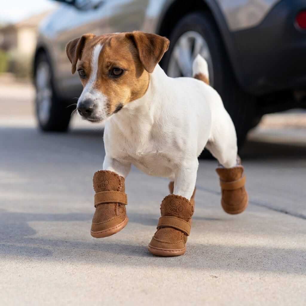 Dog Warm Teddy Boots on a dog, featuring water-resistant and anti-slip sole for traction. Dogs & Cats brand.