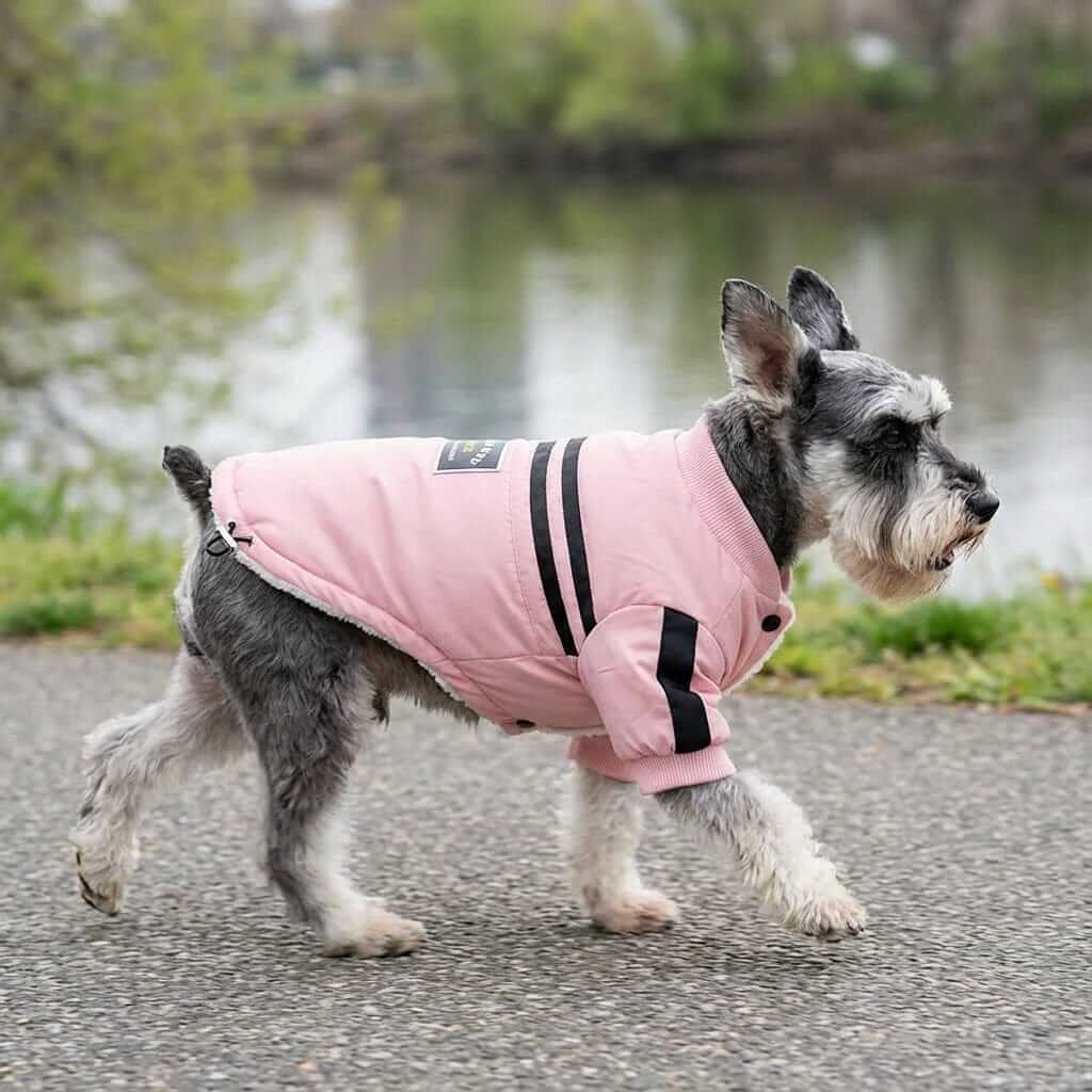 Striped Two-legged Dog Coat on a dog, featuring a button fastening and breathable, lightweight design by Dogs & Cats.