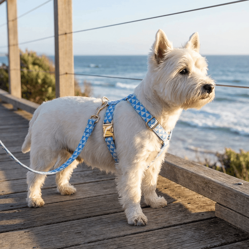 ElegancePaw 4-in-1 Dog Accessory Set featuring a stylish harness and leash on a dog by the beach, perfect for dogs and cats.