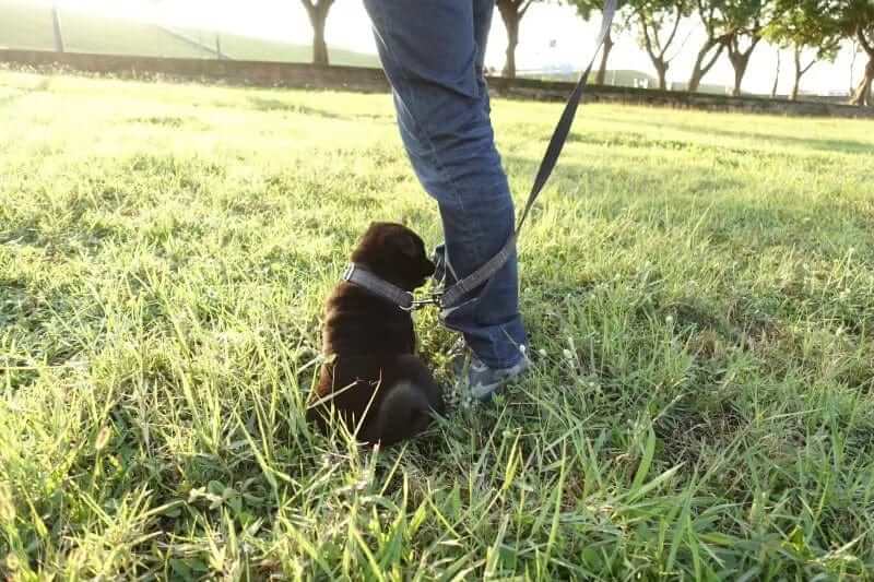 A person walking a dog wearing The Black Suit Dog Collar & Leash in a grassy field, showcasing elegance and comfort.
