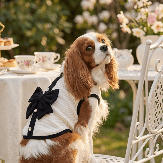 Elegant Pet Bow Dress on a Cavalier King Charles Spaniel, featuring a stylish bow and button details.