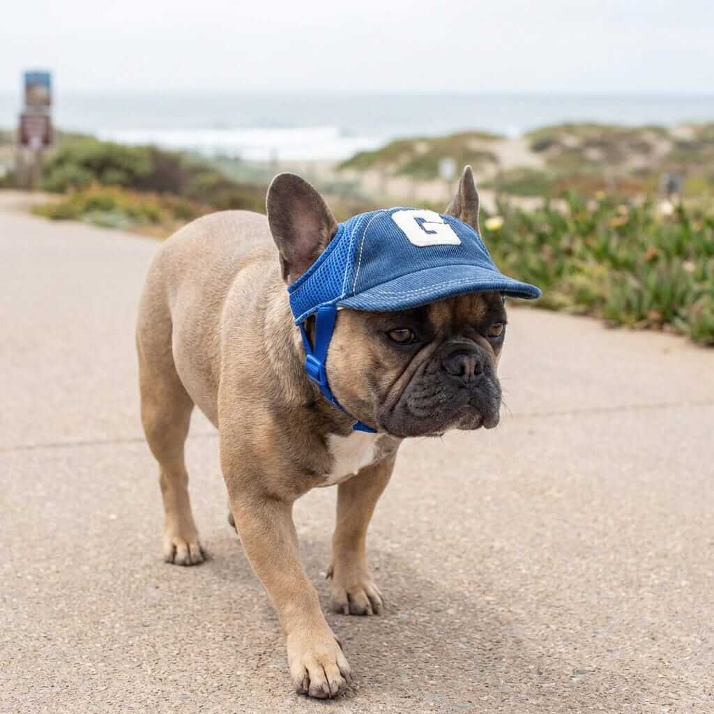 French Bulldog wearing Embroidered G-shaped Dog Hat, blue color, showcasing adjustable strap and casual style.