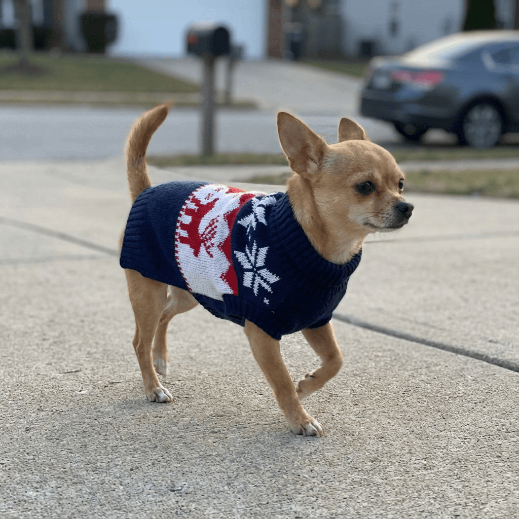 Chihuahua wearing a Festive Christmas Dog Sweater with classic holiday patterns in a cozy outdoor setting.